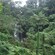 A rainforest with a waterfall